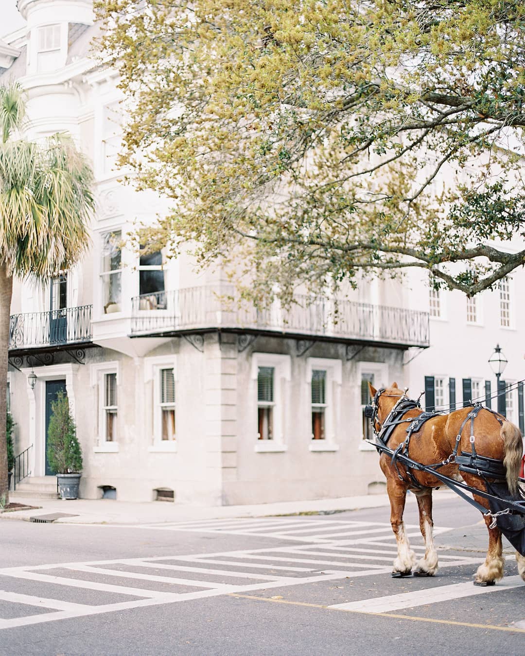 Charleston horse and carriage tours