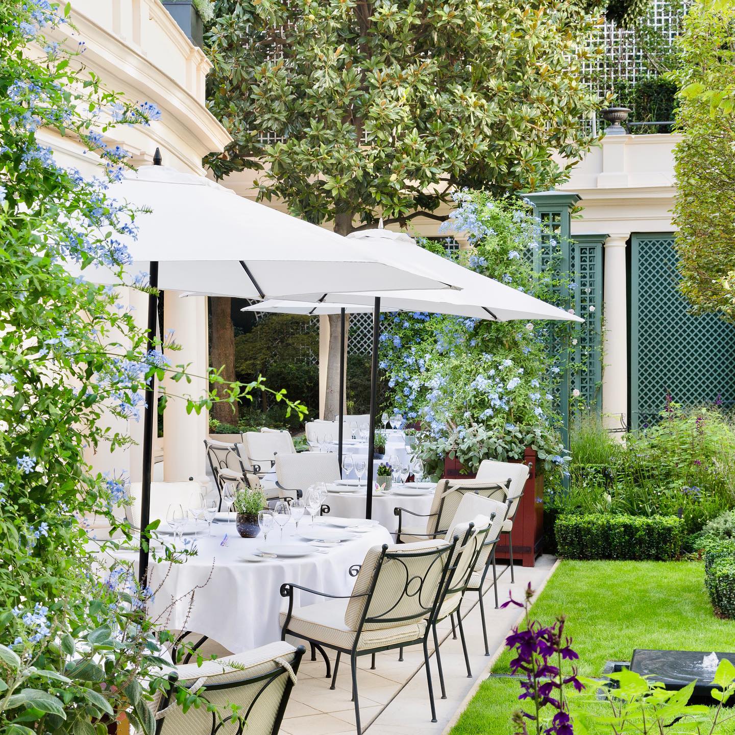 The garden courtyard restaurant of Le Bristol Paris with white linens, iron garden chairs with plump cream cushions and white parasols amidst the flowering blue planters